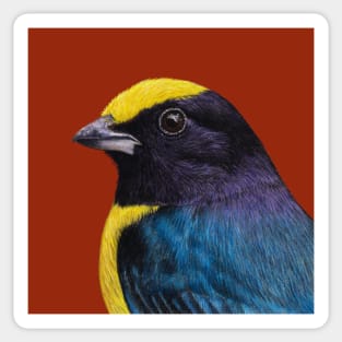 Orange-bellied euphonia Sticker